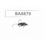 Cerambycidae sp. China, Heilongjiang, Mudanjiang. 1Pcs. BA8879.