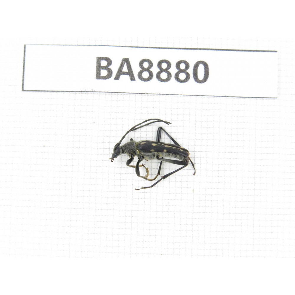 Cerambycidae sp. China, Heilongjiang, Mudanjiang. 1Pcs. BA8880.
