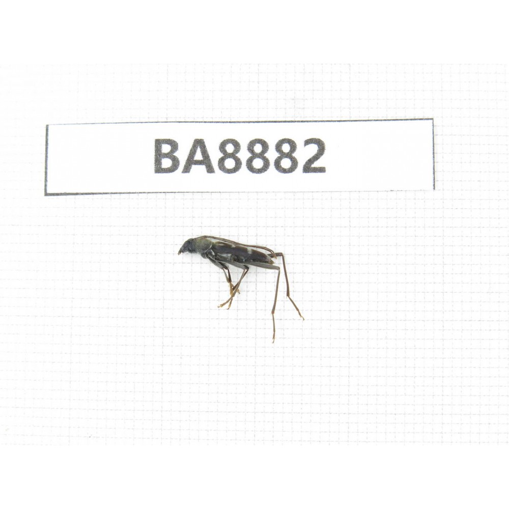Cerambycidae sp. China, Heilongjiang, Mudanjiang. 1Pcs. BA8882.