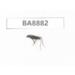 Cerambycidae sp. China, Heilongjiang, Mudanjiang. 1Pcs. BA8882.