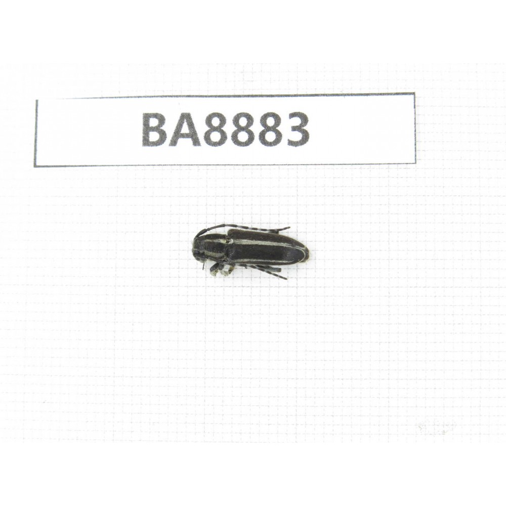 Cerambycidae sp. China, Heilongjiang, Mudanjiang. 1Pcs. BA8883.