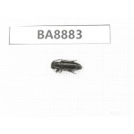 Cerambycidae sp. China, Heilongjiang, Mudanjiang. 1Pcs. BA8883.