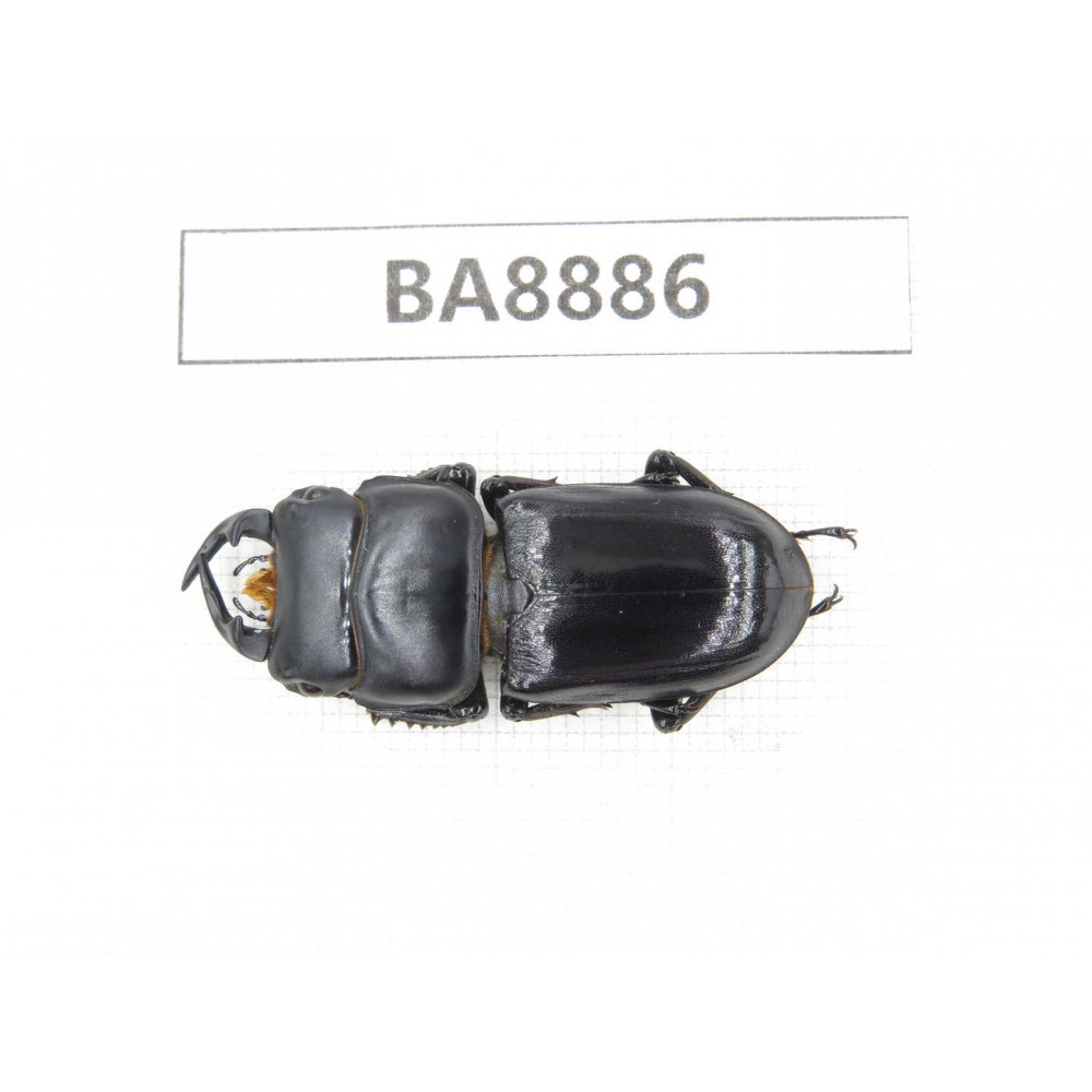 Dorcus sp. China, Sichuan, Baoxing county. 1M. BA8886.