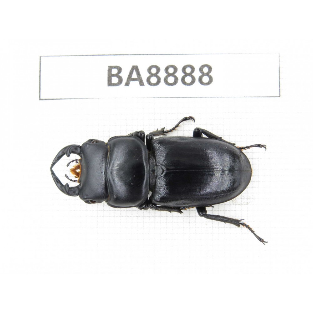 Dorcus sp. China, Sichuan, Baoxing county. 1M. BA8888.