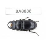 Dorcus sp. China, Sichuan, Baoxing county. 1M. BA8888.