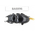 Dorcus sp. China, Tibet, Xigaze, Dingjie county, Chentang. 1F. BA8896.
