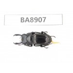 Dorcus sp. China, Tibet, Linzhi, Motuo county. 1M. BA8907.