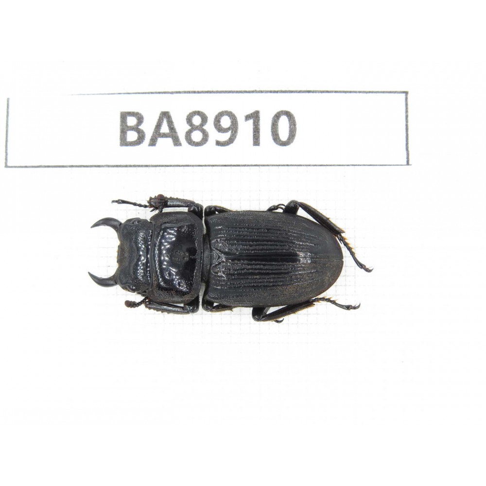 Dorcus sp. China, Tibet, Linzhi, Motuo county. 1M. BA8910.