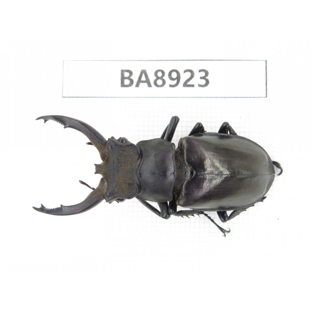 Lucanus sp. China, Tibet, Linzhi, Motuo county. 1M. BA8923.