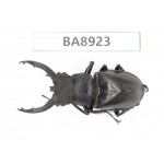 Lucanus sp. China, Tibet, Linzhi, Motuo county. 1M. BA8923.