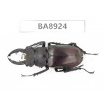 Lucanus sp. China, Tibet, Linzhi, Motuo county. 1M. BA8924.