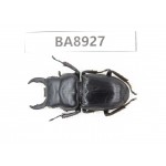 Dorcus sp. China, Tibet, Linzhi, Motuo county. 1M. BA8927.