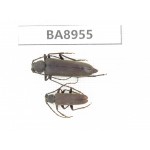 Cerambycidae sp. China, Tibet, Linzhi, Bomi county. 2Pcs. BA8955.