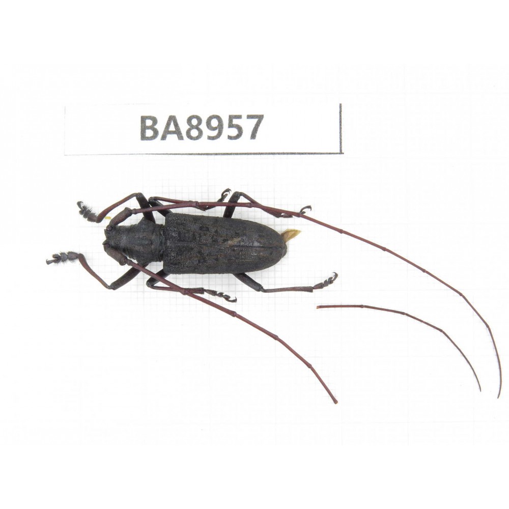 Cerambycidae sp. China, Guizhou, Qiandongnan, Congjiang county. 1Pcs. BA8957.