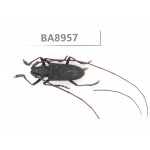 Cerambycidae sp. China, Guizhou, Qiandongnan, Congjiang county. 1Pcs. BA8957.