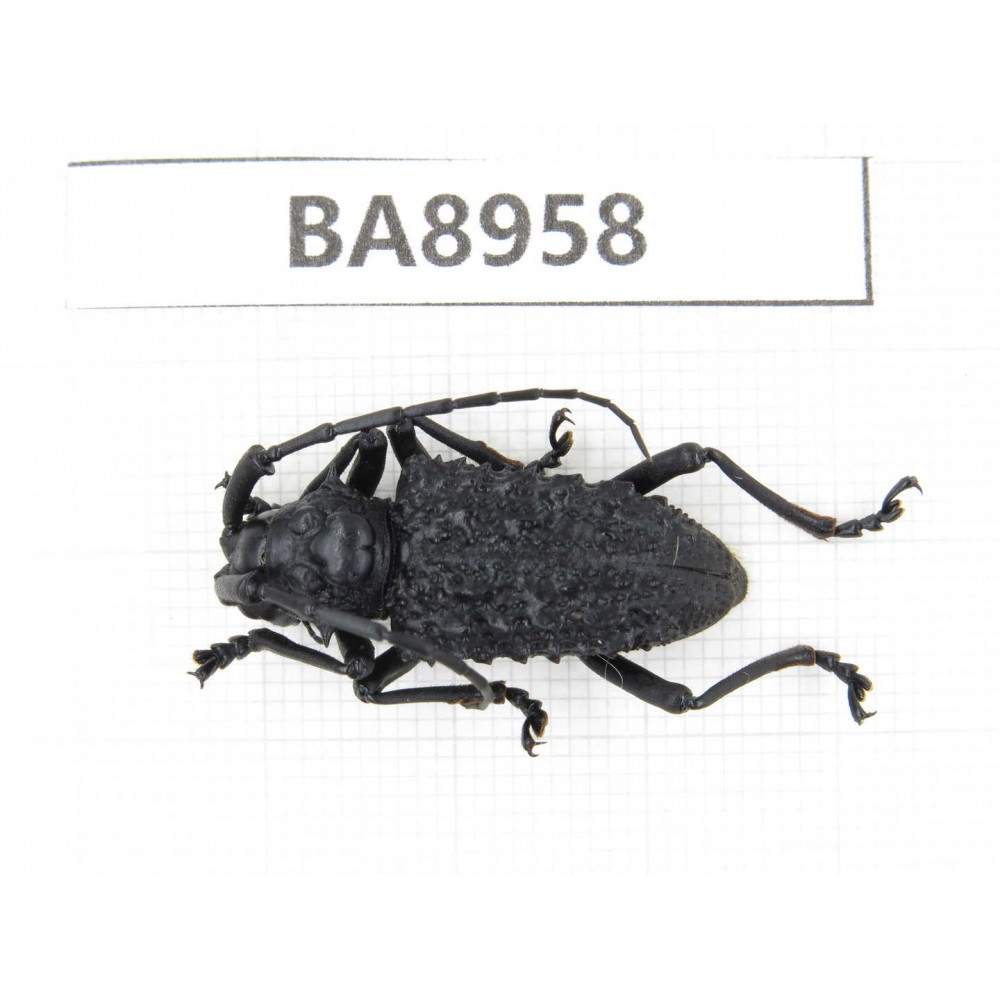 Cerambycidae sp. China, Guizhou, Qiandongnan, Congjiang county. 1Pcs. BA8958.