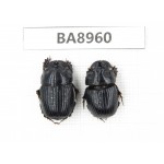 Geotrupidae sp. China, Yunnan, Zhaotong, Yiliang county. 2Pcs. BA8960.