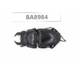 Dorcus sp. China, Guizhou, Mt.Leigongshan. 1M. BA8984.