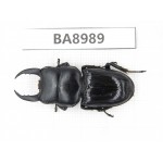 Dorcus sp. China, Yunnan, Honghe, Jinping county. 1M. BA8989.