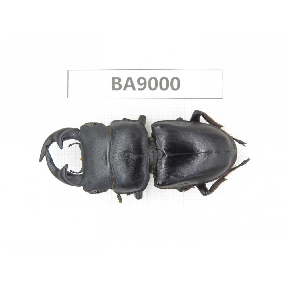 Dorcus sp. China, Sichuan, Baoxing county. 1M. BA9000.