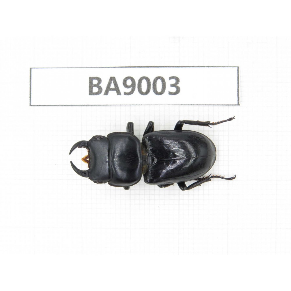 Dorcus sp. China, Sichuan, Baoxing county. 1M. BA9003.