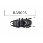 Dorcus sp. China, Sichuan, Baoxing county. 1M. BA9003.