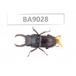 Dorcus sp. China, Guizhou, Qiandongnan, Taijiang county. 1M. BA9028.