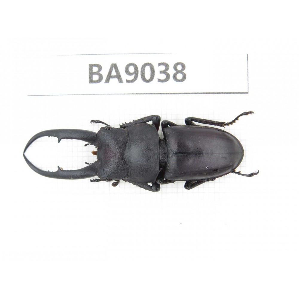 Prosopocoilus sp. China, Guizhou, Qiandongnan, Congjiang county. 1M. BA9038.