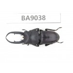 Prosopocoilus sp. China, Guizhou, Qiandongnan, Congjiang county. 1M. BA9038.