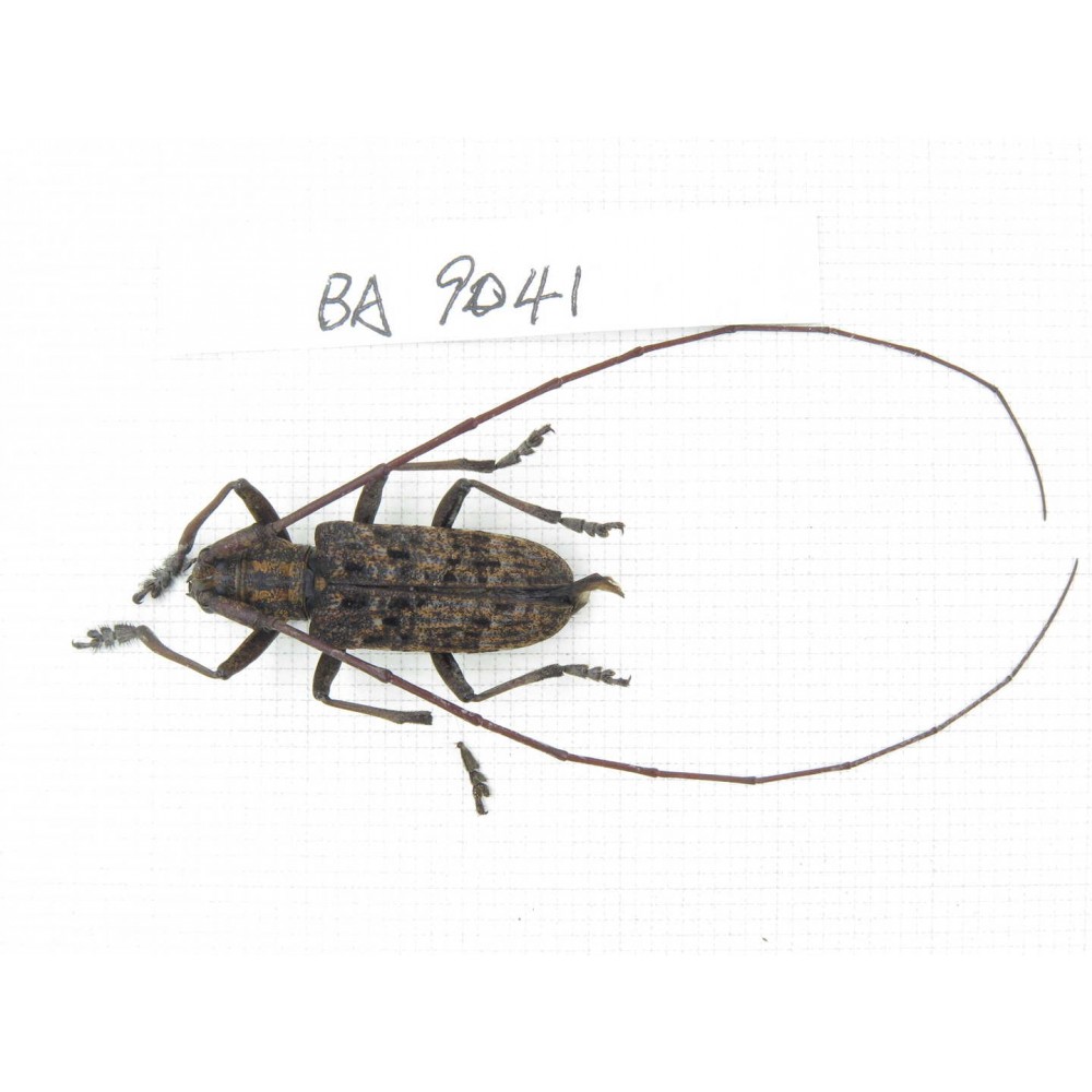 Cerambycidae sp. China, Guizhou, Qiandongnan, Congjiang county. 1Pcs. BA9041.