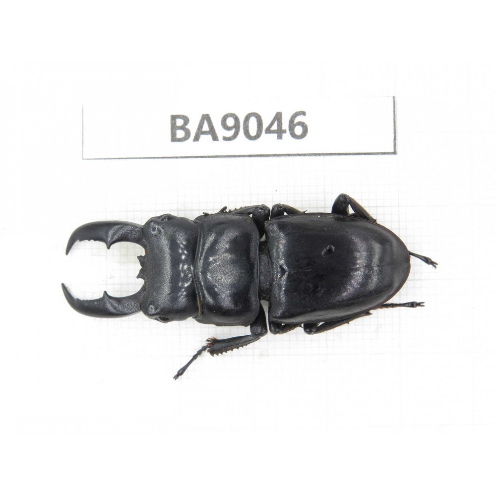 Dorcus sp. China, Guizhou, Qiandongnan, Rongjiang county. 1M. BA9046.