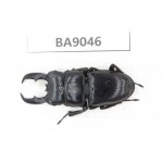 Dorcus sp. China, Guizhou, Qiandongnan, Rongjiang county. 1M. BA9046.