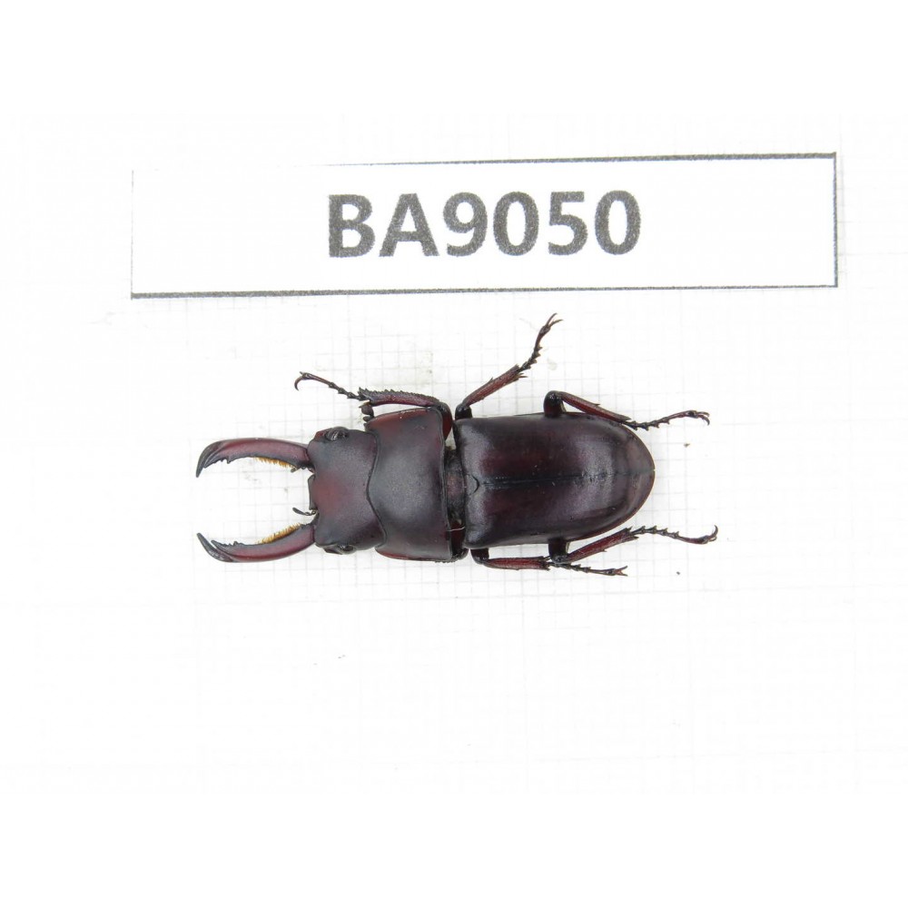 Dorcus sp. China, Guizhou, Qiandongnan, Rongjiang county. 1M. BA9050.