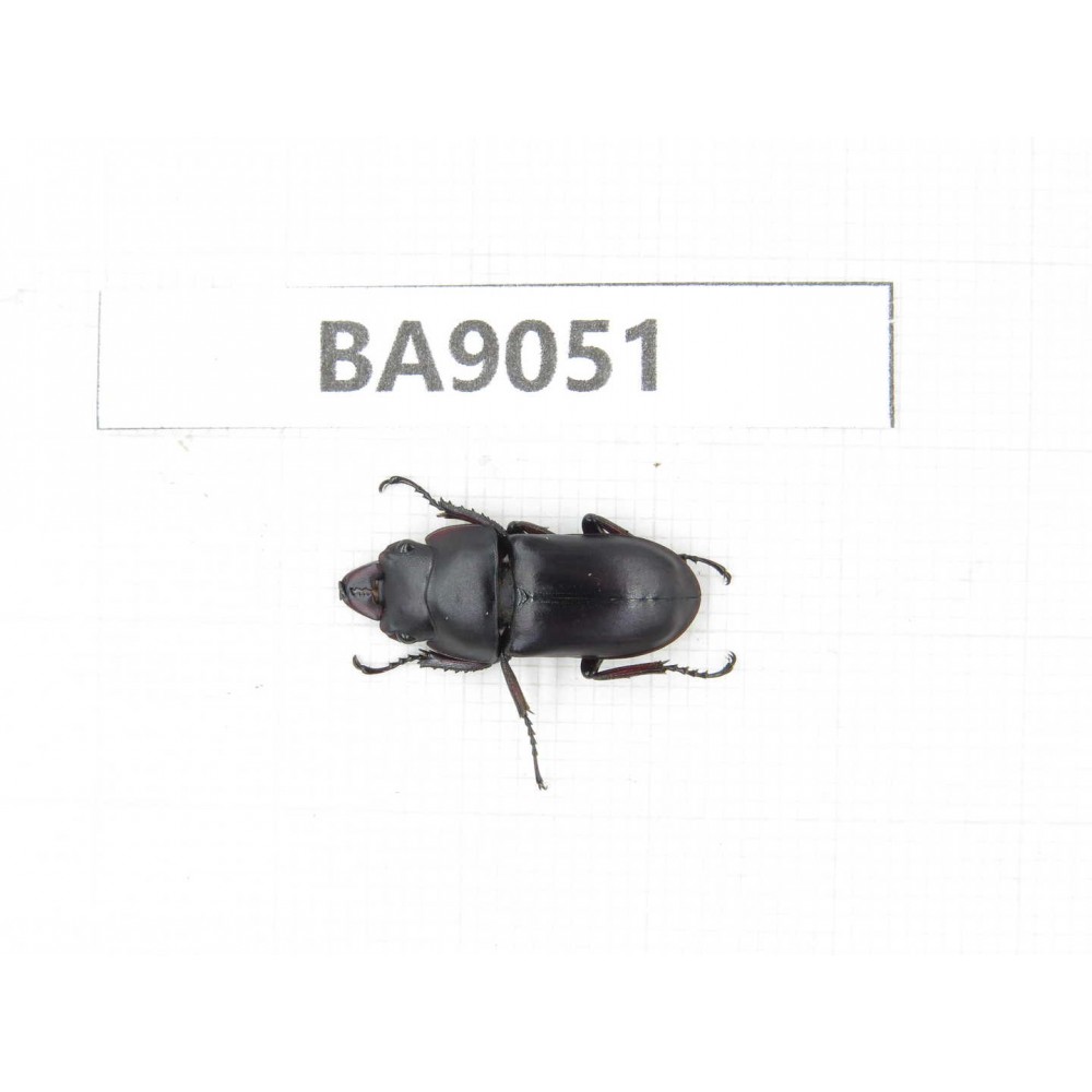 Dorcus sp. China, Guizhou, Qiandongnan, Rongjiang county. 1M. BA9051.