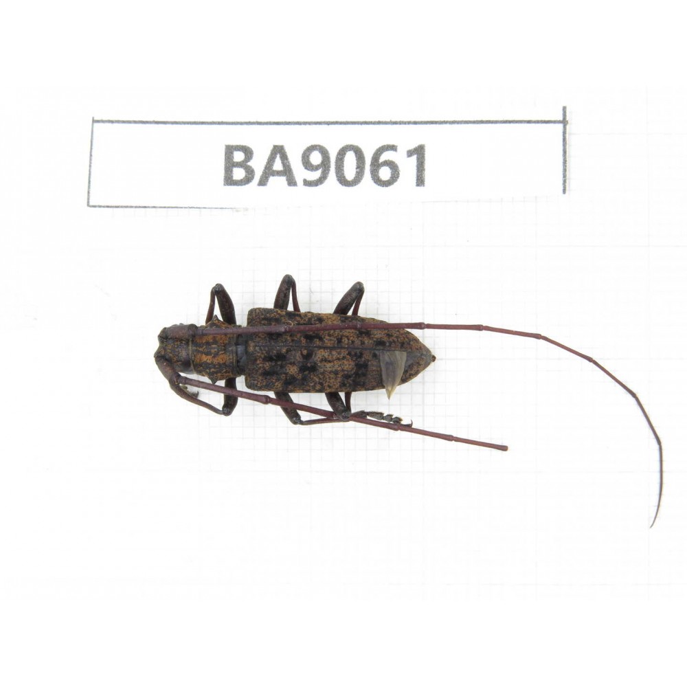 Cerambycidae sp. China, Guizhou, Qiandongnan, Rongjiang county. 1Pcs. BA9061.
