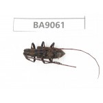 Cerambycidae sp. China, Guizhou, Qiandongnan, Rongjiang county. 1Pcs. BA9061.