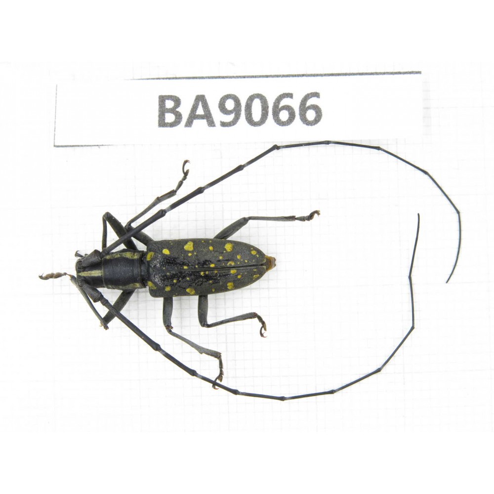 Cerambycidae sp. China, Guizhou, Qiandongnan, Rongjiang county. 1Pcs. BA9066.
