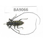 Cerambycidae sp. China, Guizhou, Qiandongnan, Rongjiang county. 1Pcs. BA9066.