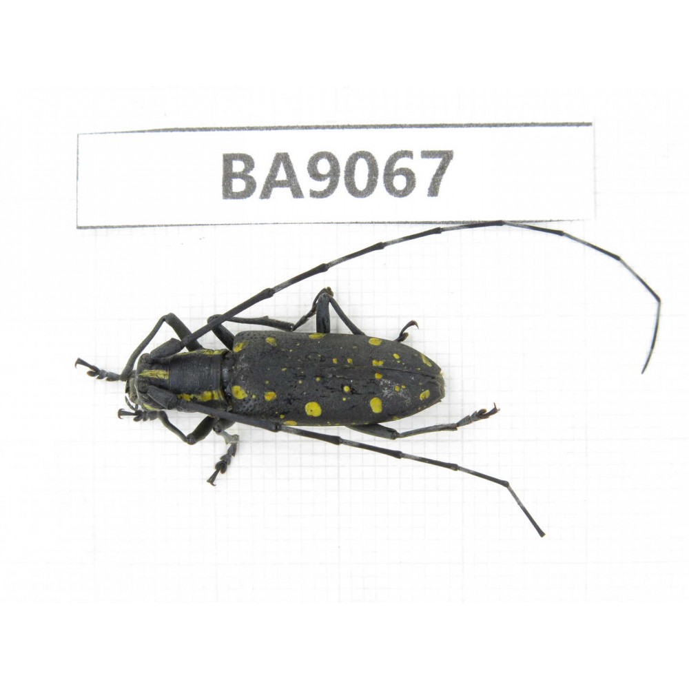 Cerambycidae sp. China, Guizhou, Qiandongnan, Rongjiang county. 1Pcs. BA9067.