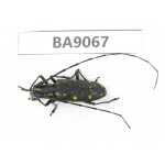 Cerambycidae sp. China, Guizhou, Qiandongnan, Rongjiang county. 1Pcs. BA9067.
