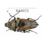 Trictenotomidae sp. China, Guizhou, Qiandongnan, Rongjiang county. 1Pcs. BA9072.