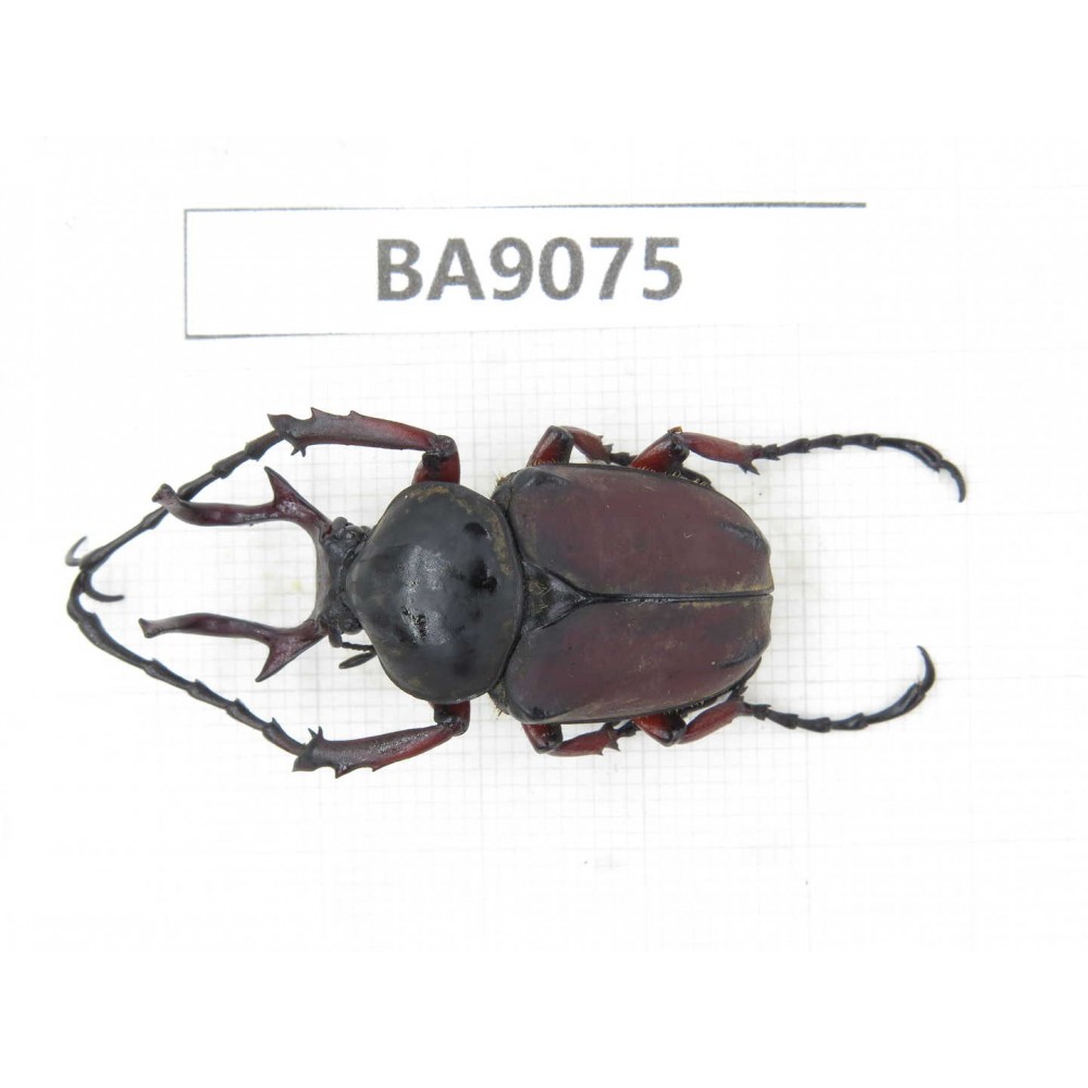 Rutelidae sp. China, Guizhou, Tongren, Mt.Fanjingshan. 1Pcs. BA9075.