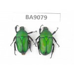 Cetoniidae sp. China, Guizhou, Tongren, Mt.Fanjingshan. 2Pcs. BA9079.