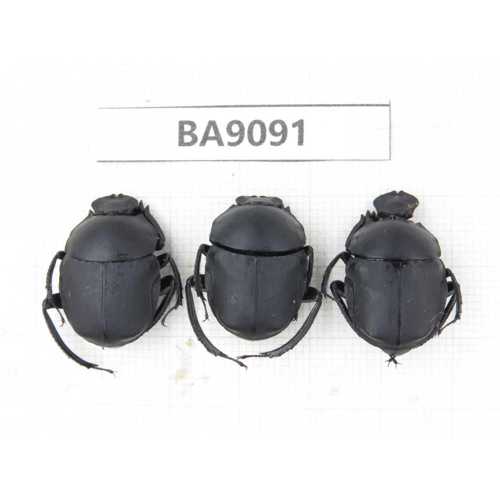 Geotrupidae sp. China, Guizhou, Tongren, Mt.Fanjingshan. 3Pcs. BA9091.