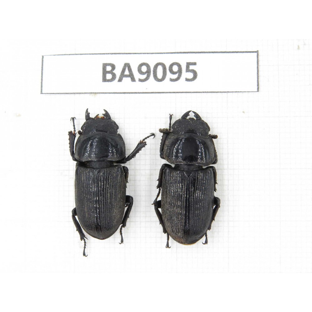 Dorcus sp. China, Guizhou, Tongren, Mt.Fanjingshan. 2F. BA9095.