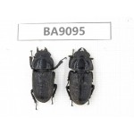 Dorcus sp. China, Guizhou, Tongren, Mt.Fanjingshan. 2F. BA9095.