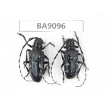 Cerambycidae sp. China, Guizhou, Tongren, Mt.Fanjingshan. 2Pcs. BA9096.