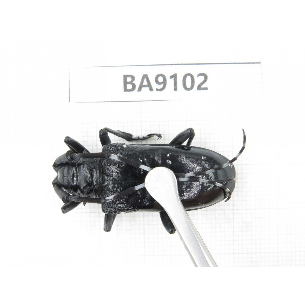 Cerambycidae sp. China, Guizhou, Tongren, Mt.Fanjingshan. 1Pcs. BA9102.