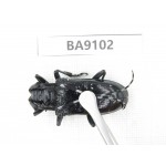 Cerambycidae sp. China, Guizhou, Tongren, Mt.Fanjingshan. 1Pcs. BA9102.
