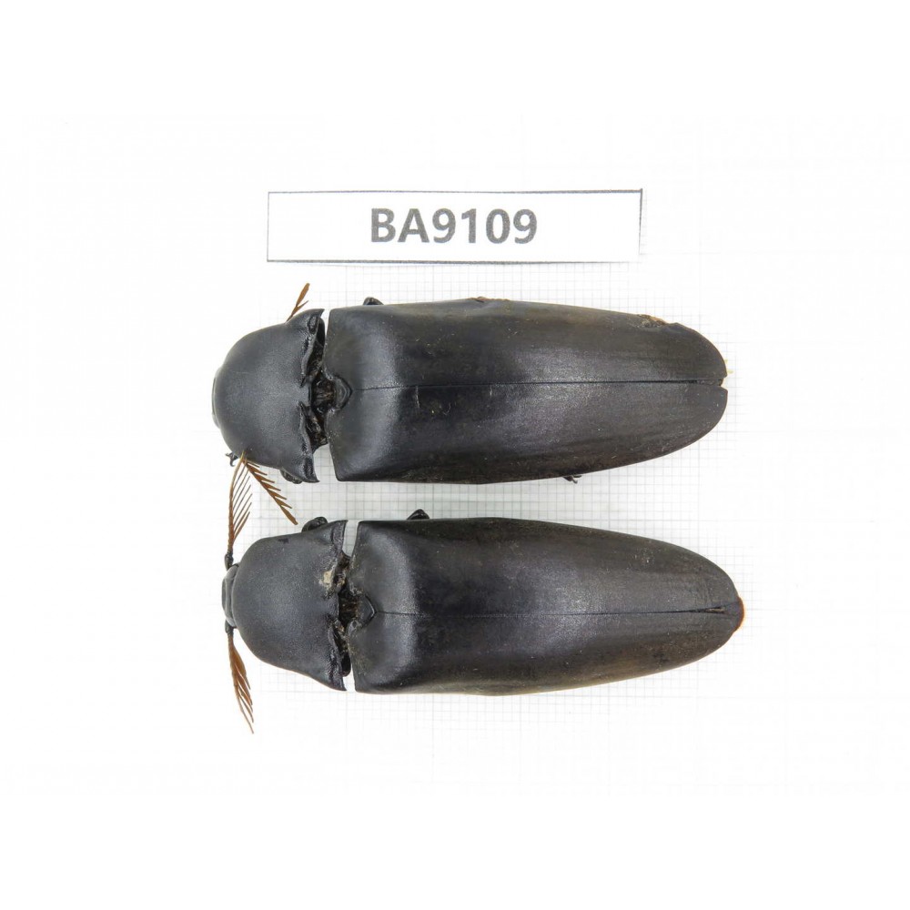 Elateridae sp. China, Guizhou, Tongren, Mt.Fanjingshan. 2Pcs. BA9109.